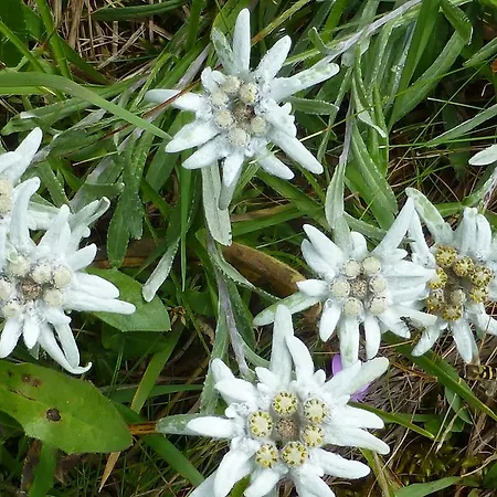 Stuimaendle * Obermaiselstein